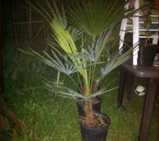 Photos des futurs palmiers pour le jardin