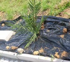 Palmier devant la maison à côté de l'allée bâche contre la mauvaise herbe manque plu qu'à recouvrir avec un gravier blanc et mettre des spot solaire auprès de chaque palmier!