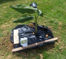 Bananier planté bâche contre la mauvaise manque bordure et copeaux de bois