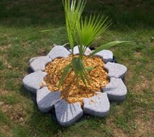 Voila la finition pour le palmier dans le jardin! (copeaux de bois)