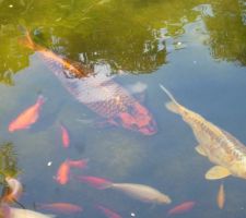 Poissons en embuscade avant de recevoir la nourriture