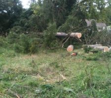 Le sapin qui mesurait environ 15 m&egrave;tre de haut