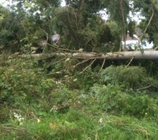 Le sapin qui mesurait environ 15 m&egrave;tre de haut