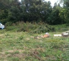 Le terrain qui est en parti nettoy&eacute;, il reste le fond a d&eacute;broussailler.