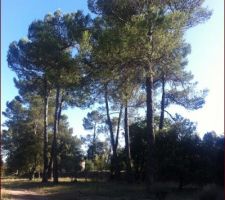 Une petite photo du terrain