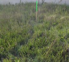 Piquets sur le terrain pour d&eacute;limiter la maison? &ccedil;a fait petit!