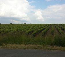Vue sur les vignes depuis le lotissement.