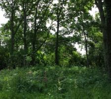 Il va falloir allumer la lumière ou abattre quelques arbres...
Vous devinez la suite  ;-)