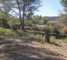 Le terrain après que nous ayons abattus les arbres nécessaires à la construction.