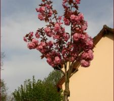 Le Prunus Kanzan en fleurs.