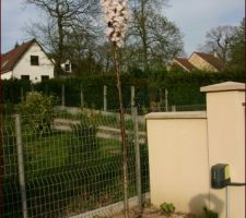 Le Prunus Amanogawa en fleurs.