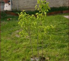 Le lilas blanc bourgeonne.