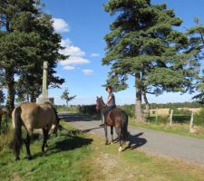 Les chevaux paissent à la croix du Crouzet