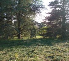 Les 2 c&egrave;dres restants