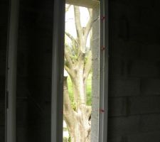 Fenêtre étroite d'une chambre : vue sur un tronc de Micocoulier (Celtis australis!)