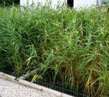 La phytoépuration fonctionne très bien !