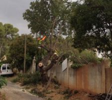 Abattage de l'arbre malade &agrave; l'entr&eacute;e de notre terrain