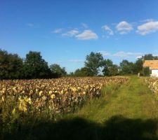 Le terrain tel que nous le visitons la premi&egrave;re fois : un champ de tournesols s&eacute;par&eacute; en deux par un chemin agricole. Sur cette vue : la partie sur laquelle nous voulons construire.