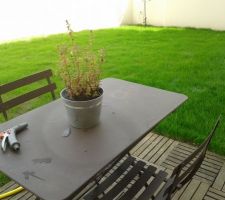 Le gazon commence &agrave; &ecirc;tre bien vert!