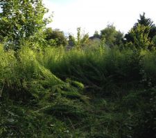 Terrain avant le d&eacute;frichage