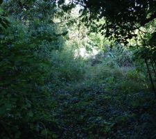 Terrain avant le d&eacute;frichage