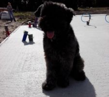 Notre Bouvier des Flandres s'y plait déjà :)