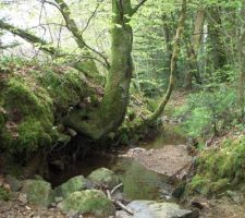 Cours d'eau