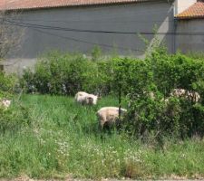 Les moutons!! lol