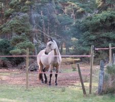 Elios est de retour dans l'enclos