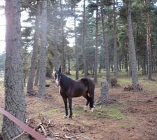 Kaline est de retour dans l'enclos