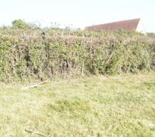 Le buisson qui va être enlevé par mon homme.