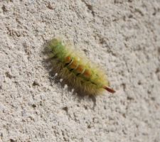 Un chenille Orgyie pudibonde magnifique sur le pignon qui donnera un gros papillon de nuit !