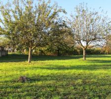 Les pommiers ce matin