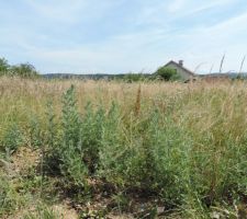 Photo du terrain Avant le terrassement