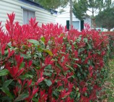 Photinia