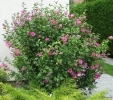 Hibiscus syriacus