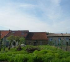 Arbres derassiner terrain propre