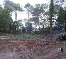 Une fois les arbres tombaient