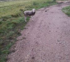 Un squatteur!! et qui voulait me bouffer!!