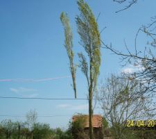 Une branche qui vole