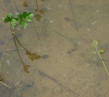 Dans le ruisseau : au fond des tétars, au premier plan les larves de moustiques ... Une grande bataille se prépare