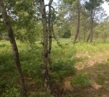 Terrain bois&eacute;