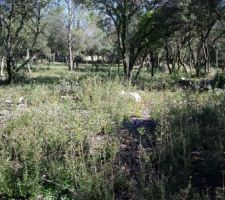 Voici notre terrain actuellement &agrave; beaulieu. Une petite chenaie.