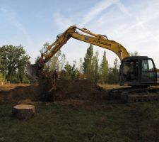 Désouchage du cèdre vert
