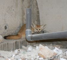 Surprise dans le vide sanitaire!!!