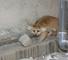 Un fennec échappé de chez quelqu'un !!!