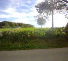 Limite terrain c&ocirc;t&eacute; gauche.