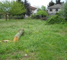 Premier travaux : coupe de l'arbre