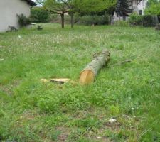 Premier travaux : coupe de l'arbre