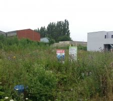 Terrain avant d&eacute;broussaillage